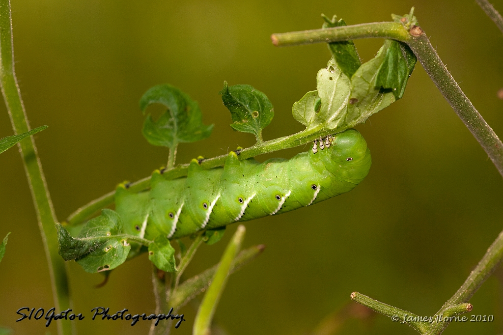 tomato worm-img_827505.JPG